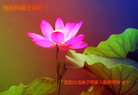 ֹ,󷨵ӹףʦ(27)
