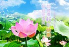 法轮功,河南大法弟子恭祝师尊过年好(28条)
