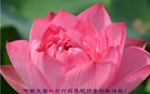 法轮功,河南大法弟子恭祝师尊过年好(28条)
