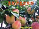 法轮功,小弟子恭祝师尊过年好(20条)
