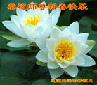 ֹ,ʡ󷨵ӹףʦ(23)

