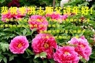 ֹ,ľ˹󷨵ӹףʦ(22)
