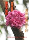 法轮功,大陆军队大法弟子恭祝师尊过年好(21条)
