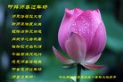 法轮功,廊坊大法弟子恭祝师尊过年好(22条)
