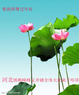 ֹ,ӱ󷨵ӹףʦ(20)
