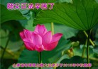 法轮功,山东大法弟子恭祝师尊中秋好(25条)
