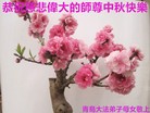ֹ,ൺ󷨵ӹףʦ(24)
