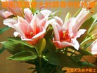 ֹ,ൺ󷨵ӹףʦ(24)
