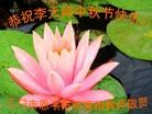 法轮功,广东大法弟子恭祝师尊中秋好(29条)
