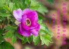 ֹ,󷨵ӹףʦ(28)
