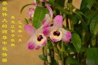 法轮功,黑龙江大法弟子恭祝师尊中秋好(19条)
