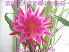 ֹ,󷨵ӹףʦ(19)
