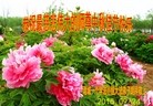 ֹ,Ϋ󷨵ӹףʦ(28)
