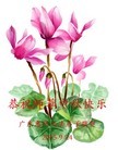 法轮功,广东大法弟子恭祝师尊中秋好(28条)
