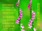 ֹ,ľ˹󷨵ӹףʦ(29)
