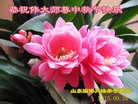 Published on 9/27/2015 ���ֹ�,��½�󷨵��ӹ�ףʦ��������֣�86����
