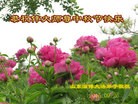 Published on 9/27/2015 ���ֹ�,��½�󷨵��ӹ�ףʦ��������֣�86����

