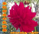 Published on 9/27/2015 ���ֹ�,��½�󷨵��ӹ�ףʦ�������(74��)
