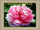 ֹ,մ󷨵ӹףʦ(20)

