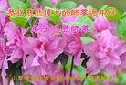 Published on 2/7/2016 ���ֹ�,��½�󷨵��ӹ�ףʦ�������(27��)

