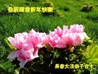 法轮功,吉林省大法弟子恭祝师尊新年好(21条)
