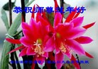 ֹ,󷨵ӹףʦ(22)
