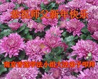 法轮功,江苏大法弟子恭祝师尊新年好(19条)
