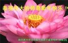 法轮功,江西大法弟子恭祝师尊过年好(27条)
