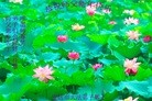 ֹ,󷨵ӹףʦ(21)
