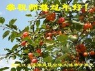 ֹ,󷨵ӹףʦ(19)
