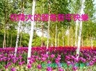 ֹ,󷨵ӹףʦ(21)
