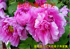ֹ,ϴ󷨵ӹףʦ(19)
