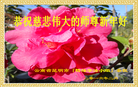 法轮功,云南大法弟子恭祝师尊新年好(19条)
