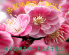 法轮功,保定大法弟子恭祝师尊新年好(26条)
