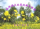 ֹ,󷨵ӹףʦ(21)
