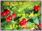 法轮功,保定大法弟子恭祝师尊新年好(26条)
