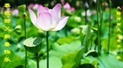 法轮功,河南大法弟子恭祝师尊新年快乐(22条)
