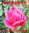 ֹ,󷨵ӹףʦ(24)
