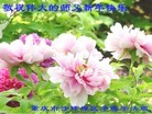 ֹ,󷨵ӹףʦ(26)
