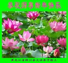 法轮功,佳木斯大法弟子恭祝师尊过年好(21条)
