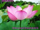 ֹ,ӱ󷨵ӹףʦ(26)
