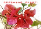 法轮功,大庆大法弟子恭祝师尊新年快乐(25条)
