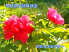 法轮功,吉林省大法弟子恭祝师尊新年好(19条)