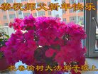 ֹ,󷨵ӹףʦ(24)