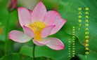 法轮功,重庆大法弟子恭祝师尊新年好(24条)