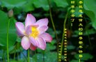 法轮功,重庆大法弟子恭祝师尊新年好(24条)