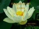 法轮功,青岛大法弟子恭祝师尊新年好(25条)