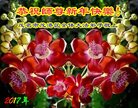 法轮功,广东大法弟子恭祝师尊新年好(21条)
