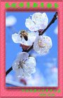 法轮功,河北大法弟子恭祝师尊新年好(24条)