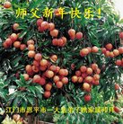 法轮功,广东大法弟子恭祝师尊新年好(21条)